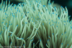 BD-151224-Dauin-9754-Euphyllia-glabrescens-(Chamisso---Eysenhardt.-1821)-[Joker-coral].jpg